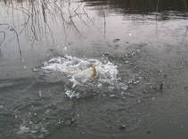 foto/fotoalba/13155/6289/x-chytej.cz-13155-49585.jpg