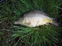 foto/fotoalba/13368/5363/x-chytej.cz-13368-00042813.jpg