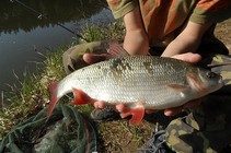 foto/fotoalba/13368/5363/x-chytej.cz-13368-00042819.jpg