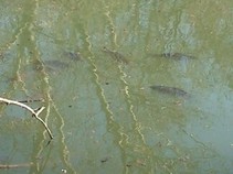 foto/fotoalba/14481/5727/x-chytej.cz-14481-00045636.jpg