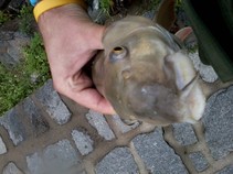 foto/fotoalba/15037/6155/x-chytej.cz-15037-00047773.jpg
