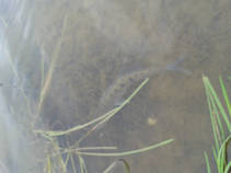 foto/fotoalba/16823/7392/x-chytej.cz-16823-62348.jpg