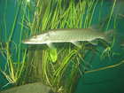 img125.jpg