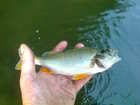 img131.jpg
