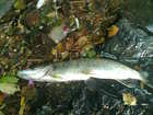 img132.jpg