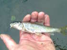 img133.jpg