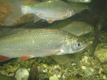 img91661.jpg