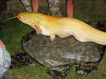 img109061.jpg