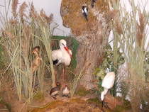 img109922.jpg