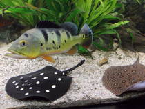img117659.jpg