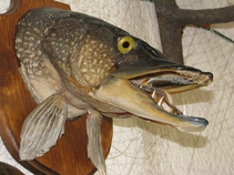 img123578.jpg