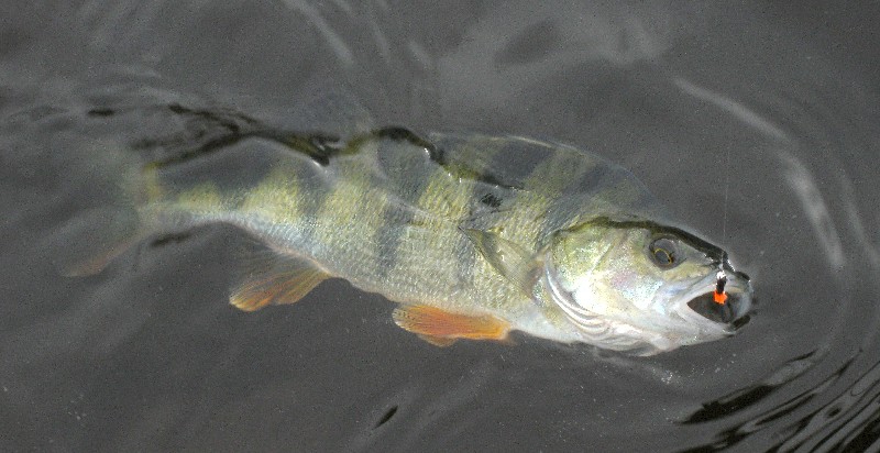 okoun je hojnou rybou zvláště v podjezí a hlubších tůních, Autor fota: ČRS