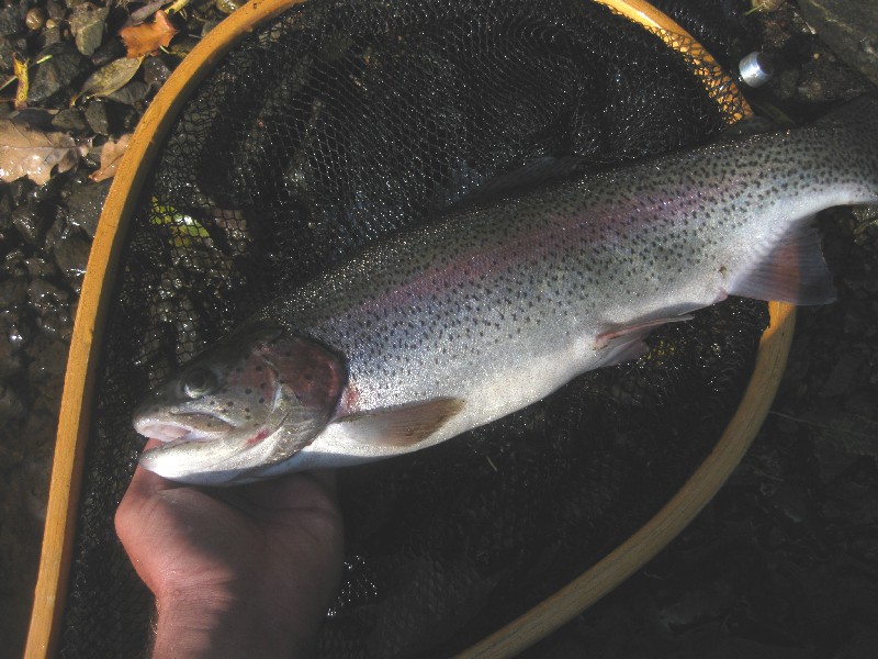 Vltava 24, Boršov nad Vltavou, duhák 47 cm, Autor fota: ČRS