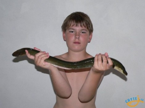 Úhoř říční, 61 cm