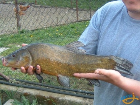 Lín obecný, 54 cm