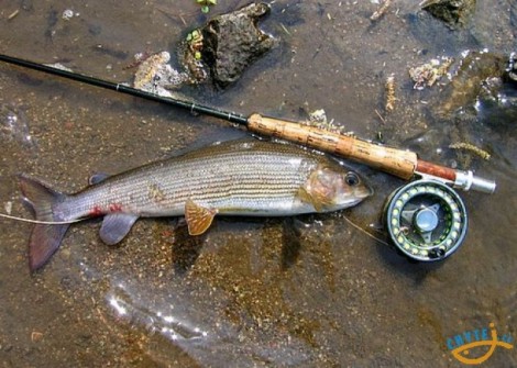 Lipan podhorní, 43 cm