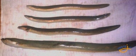 Úhoř říční, 84 cm