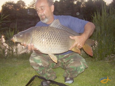 Kapr obecný, 80 cm, 11 kg