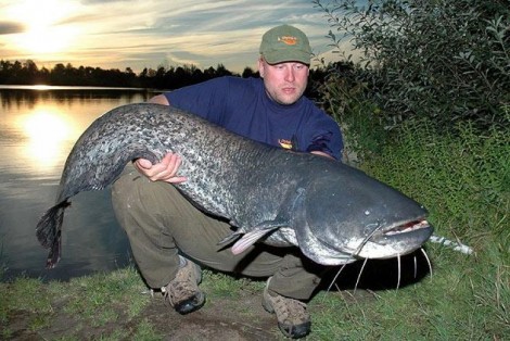 Sumec velký, 181 cm, 38 kg