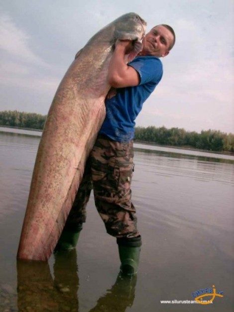 Sumec velký, 195 cm, 52 kg