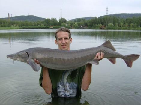 Jeseter sibiřský, 145 cm, 21 kg