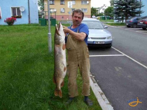 Štika obecná, 130 cm, 18.6 kg