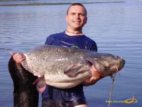 Sumec velký, 200 cm, 60 kg