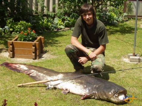 Sumec velký, 230 cm, 65 kg