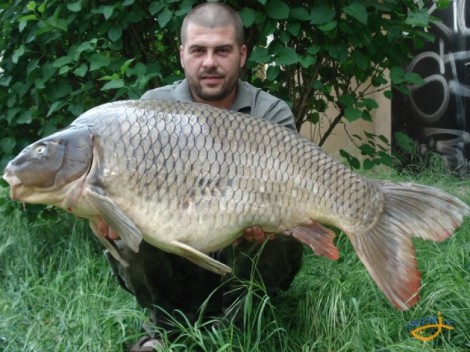 Kapr obecný, 104 cm, 22.5 kg