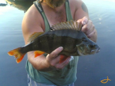 Okoun říční, 48 cm, 2.15 kg
