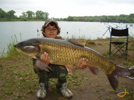 Amur bílý, 96 cm, 12.8 kg