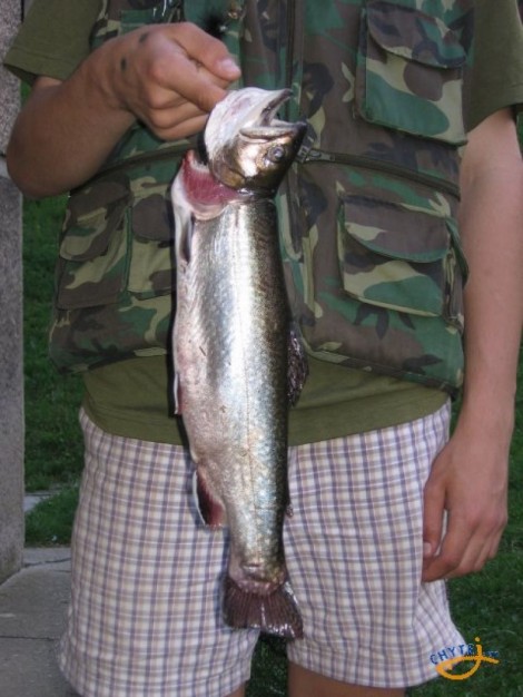 Siven americký, 45 cm