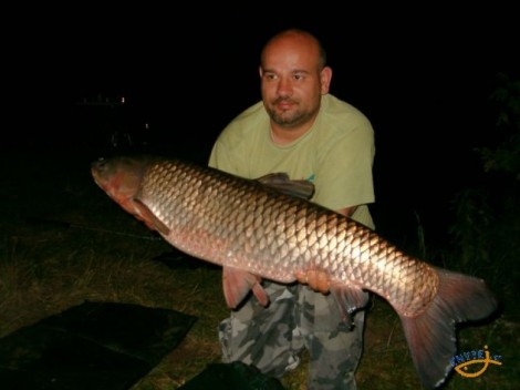 Amur bílý, 102 cm, 14 kg