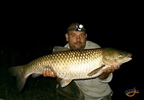 Amur bílý, 95 cm, 11 kg