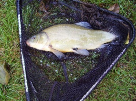 Lín obecný, 39 cm, 2 kg