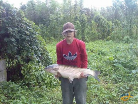 Amur bílý, 94 cm, 12.5 kg