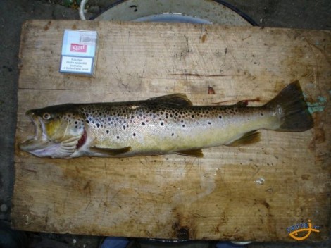 Pstruh obecný, 51 cm
