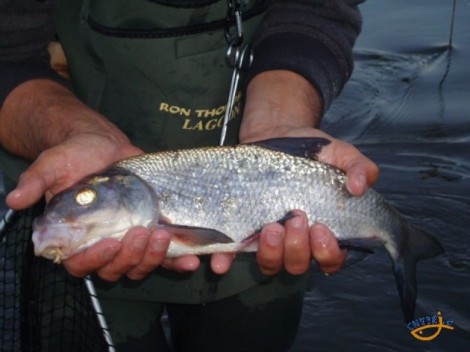 Podoustev říční, 44 cm