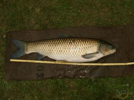 Amur bílý, 95 cm, 11.2 kg