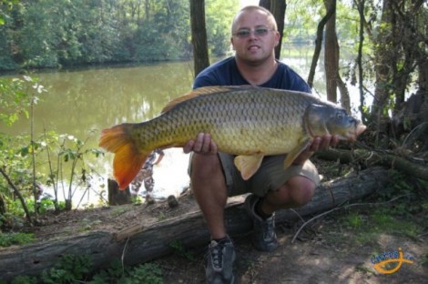 Kapr obecný, 82 cm, 7.8 kg