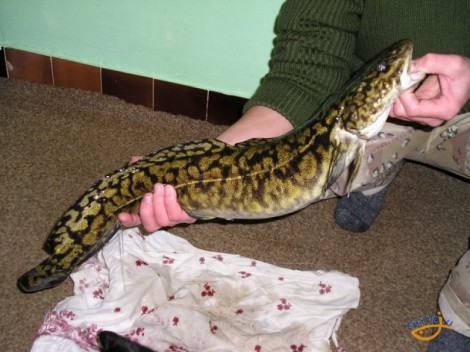 Mník jednovousý, 68 cm, 2.3 kg