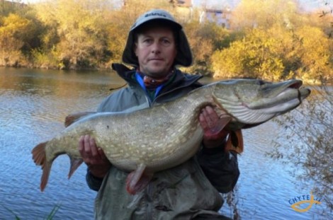 Štika obecná, 114 cm, 15.5 kg