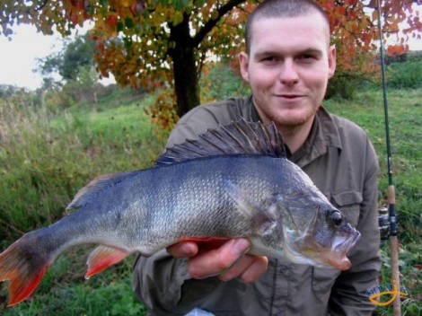 Okoun říční, 39 cm