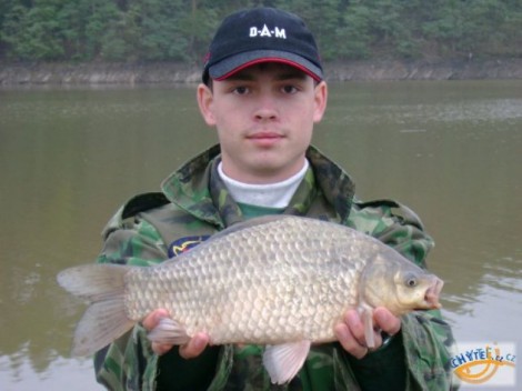 Karas stříbřitý, 44.5 cm