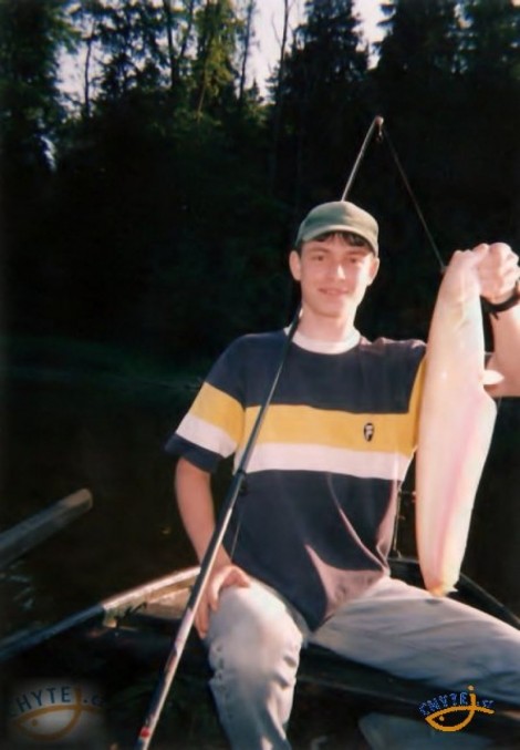 Sumec velký, 60 cm