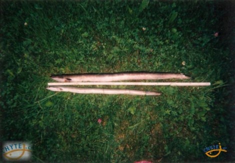 Úhoř říční, 94 cm, 1.5 kg