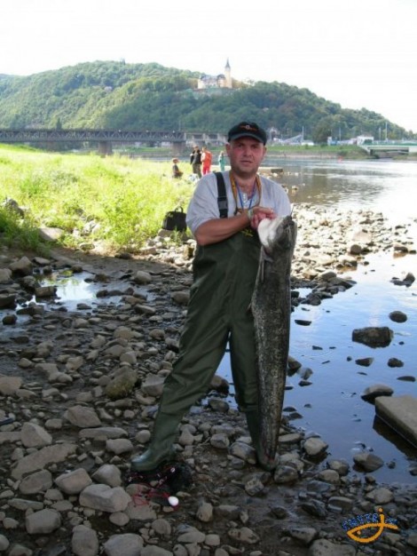 Sumec velký, 120 cm