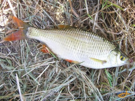 Perlín ostrobřichý, 14 cm