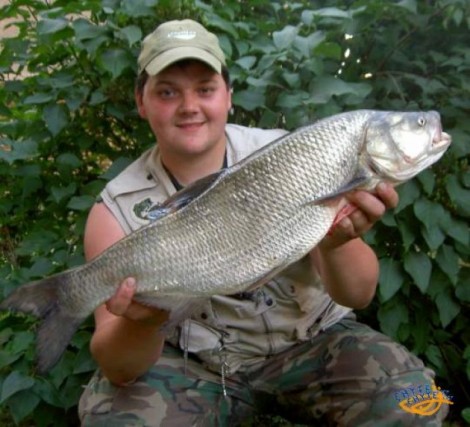 Bolen dravý, 70 cm