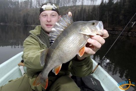 Okoun říční, 39 cm